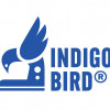 Indigo Bird